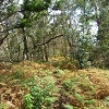 Plants: image 104 Of 117 Thumb